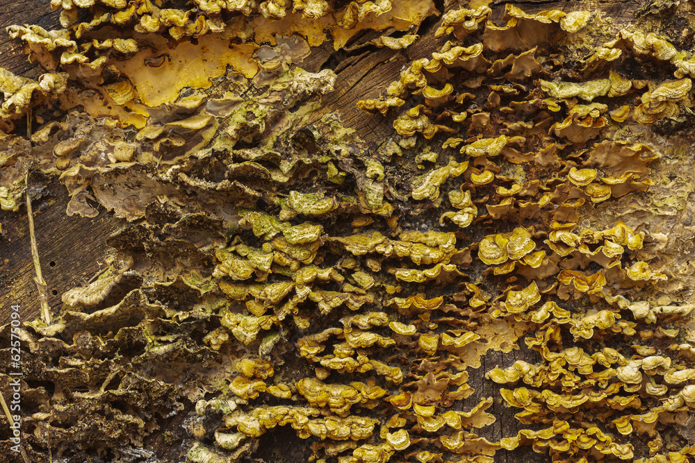 Background of fungus growing on a log Background of fungus growing on a log