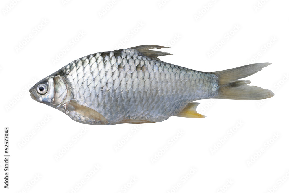 Silver barb fish Silver barb fish