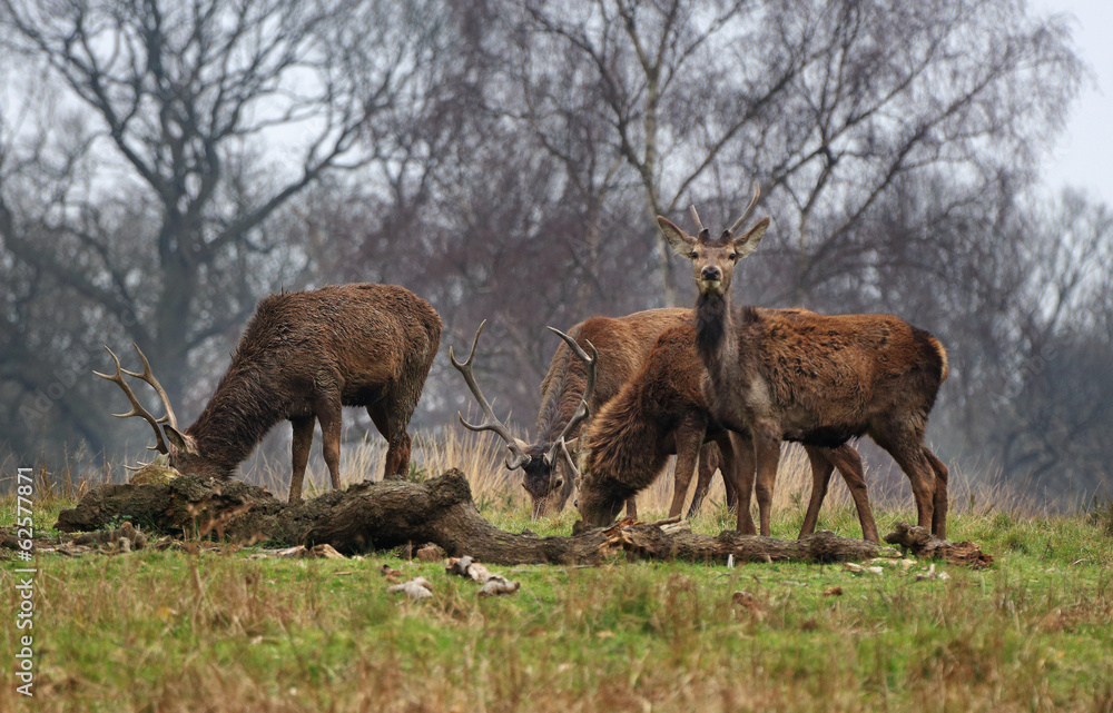 Fototapeta premium Red Stag Deer in an English Park