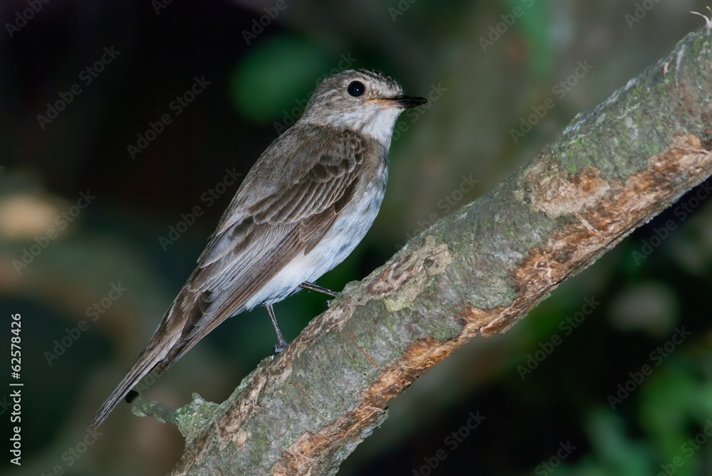 Spotted flycatcher (Muscicapa striata) on a branch