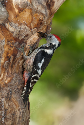 Middle spotted woodpecker bringing insects prey to the nest