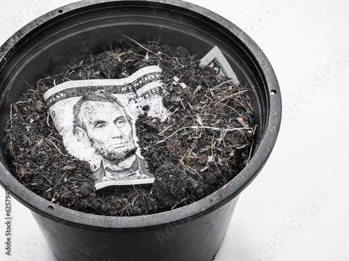 plant american dollas in the flowerpot photo