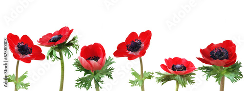 Red anemone flowers