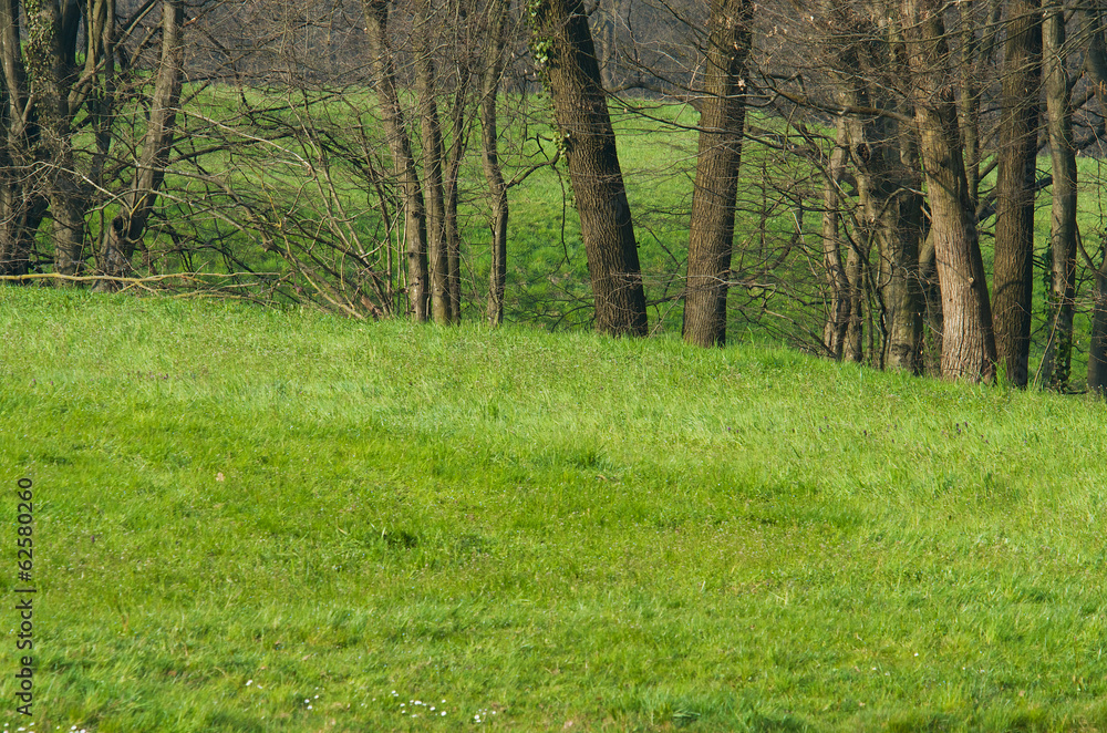 Grass field and various trees on background Grass field and various trees on background