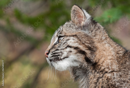 Bobcat Kitten (Lynx rufus) Profile © geoffkuchera