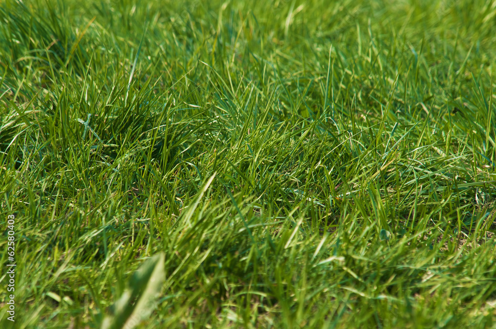 Close up on fresh green grass texture background Close up on fresh green grass texture background
