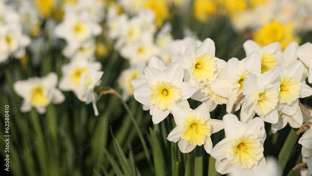 Narcissus Narcissus