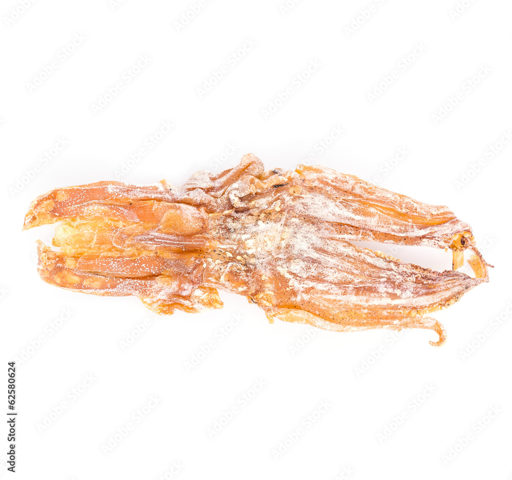 Squid Squid