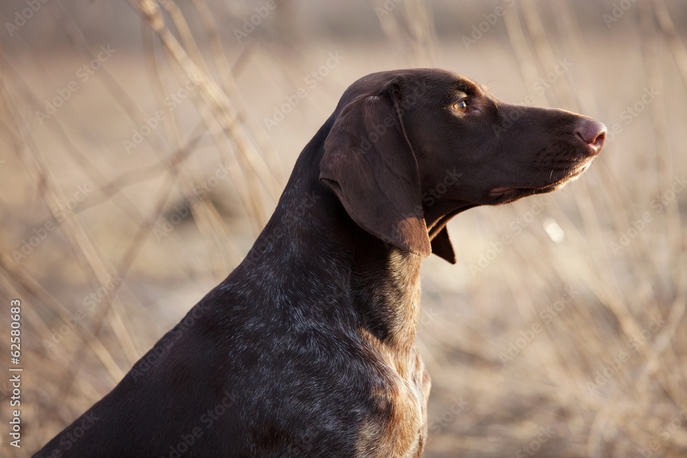 Hunting dog sits and stares into the distance