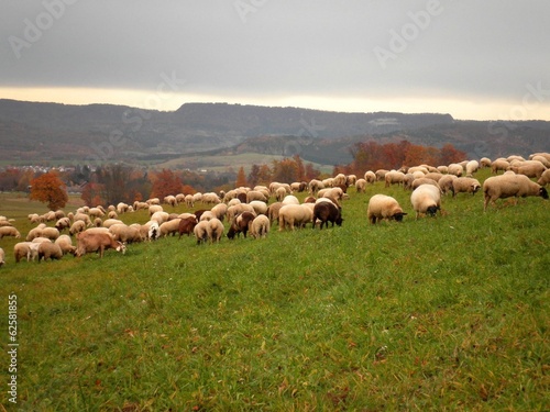 Sheeps in Pasture © nikonomad
