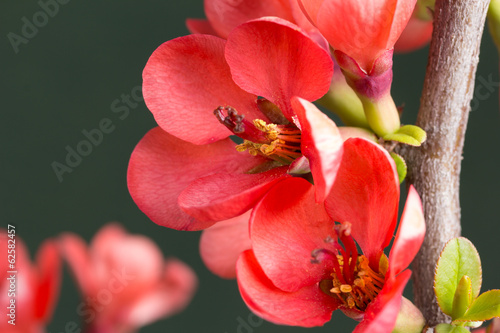 flowering branch chaenomeles photo