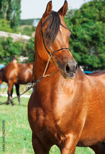 portrait of beautiful arabian stallion © anakondasp