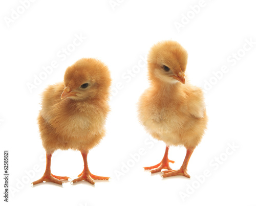 two of little yellow kid chick standing on white background use