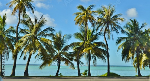 Palm Trees and the Beach © michaelfitz