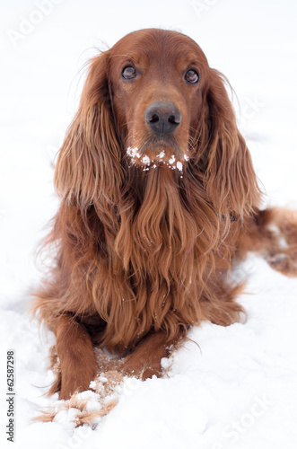 Obraz na płótnie Dog on snow.