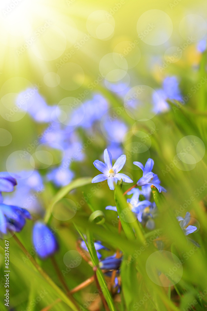 Beautiful, blue, spring scilla flowers - obrazy, fototapety, plakaty 