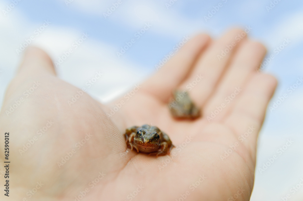 frog