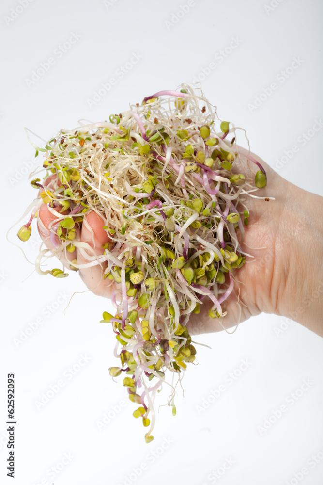 Fresh alfalfa sprouts isolated on white background Fresh alfalfa sprouts isolated on white background