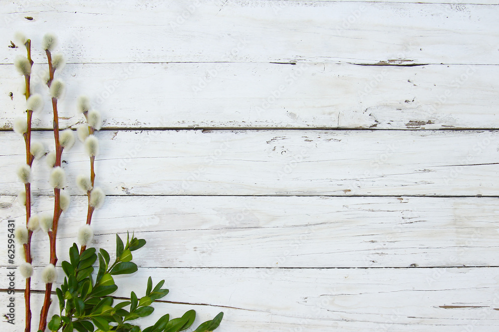 Fototapeta premium pussy willow twigs on wood background