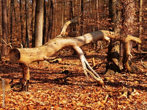 Old fallen tree without bark in sunny beech forest.