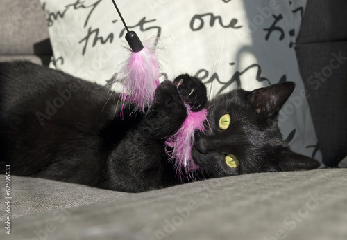 Black cat plays with pink toy