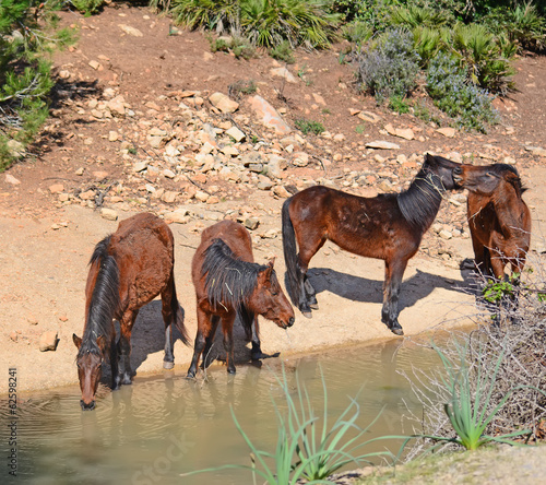 Fototapeta Naklejka Na Ścianę i Meble -  four wild horses