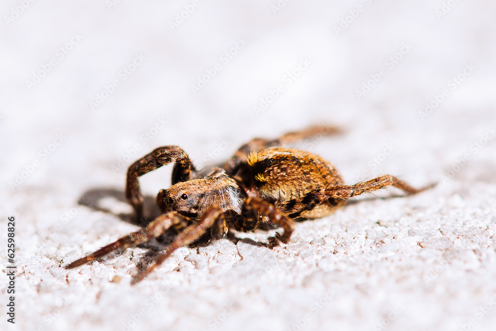 Spider Spider