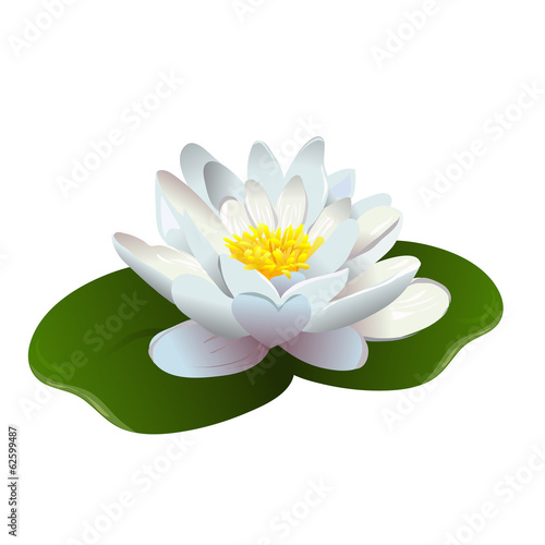 lotus flower isolated
