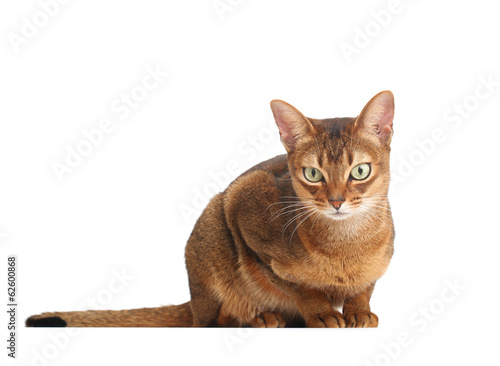 Abyssinian cat isolated on white