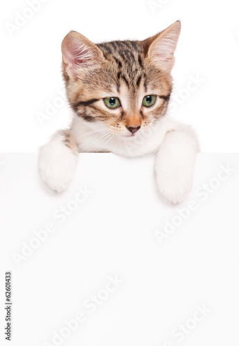 Kitten with a blank