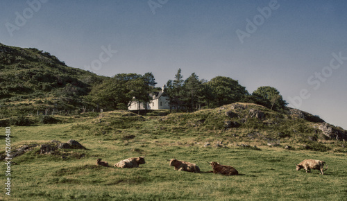 Highland Cattle and Croft, Scotland