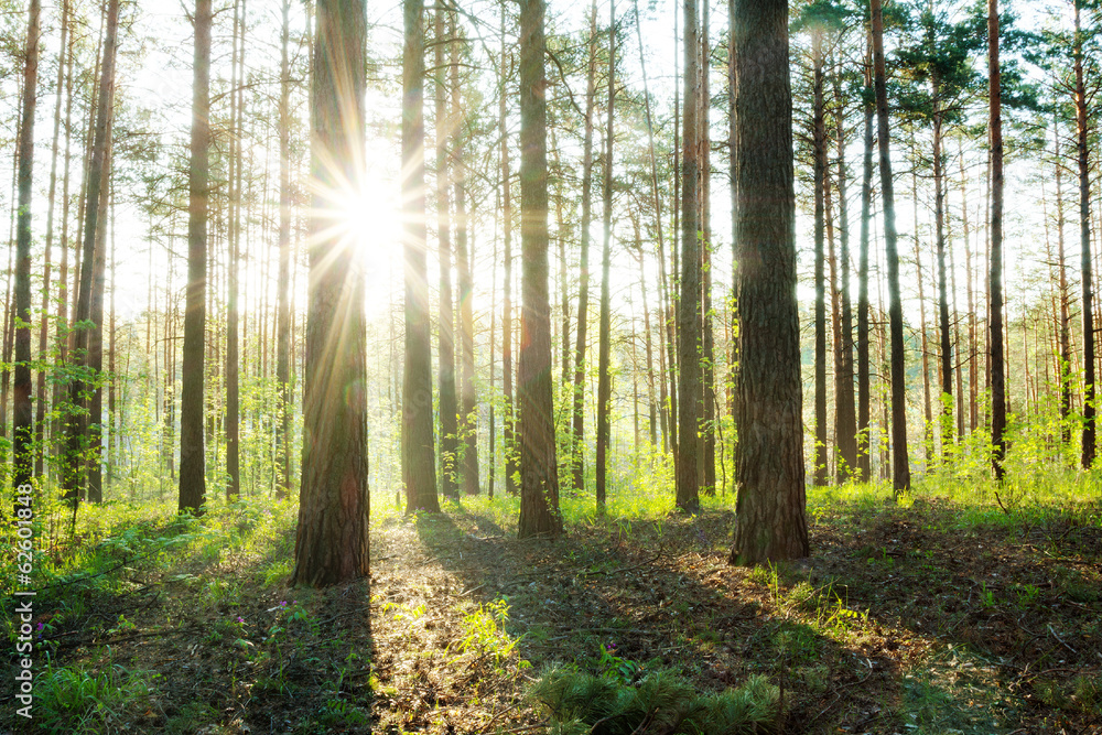 Fototapeta premium piękny zachód słońca