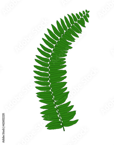 Beautiful fern leaves isolated on white background.