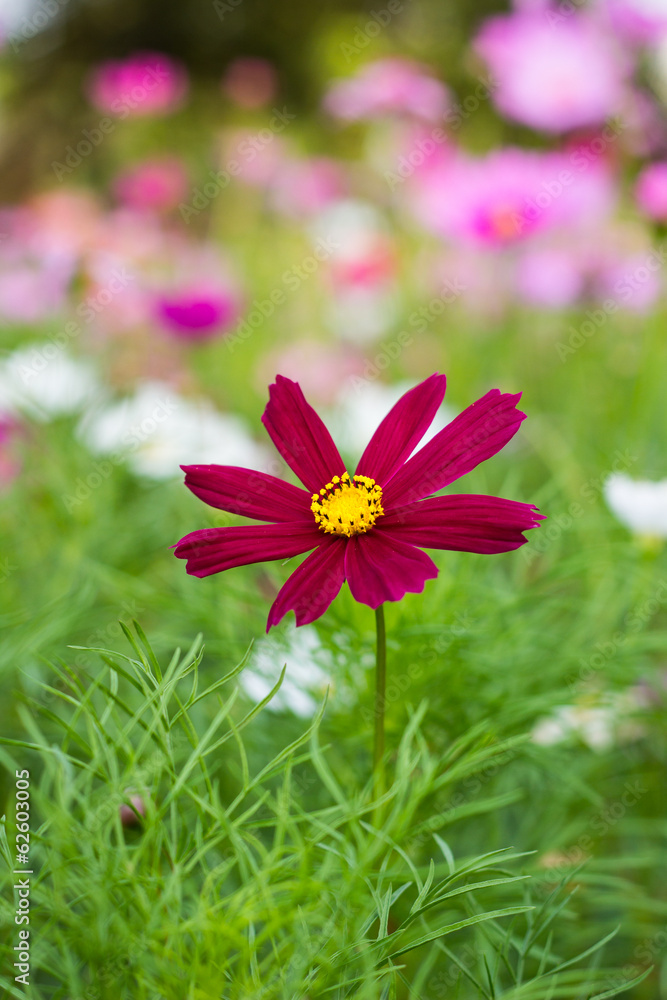 Obraz premium Comos flower