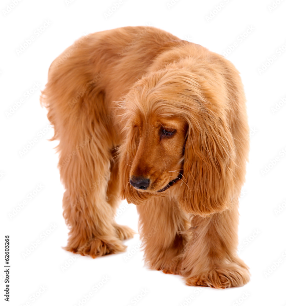 Beautiful cocker spaniel isolated on white