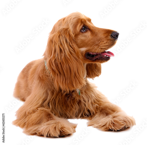 Beautiful cocker spaniel isolated on white