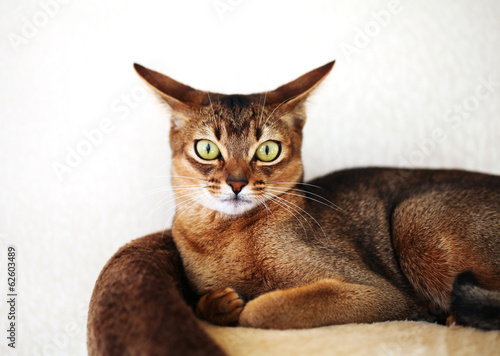 Abyssinian cat