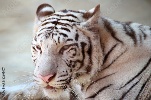 white Tiger