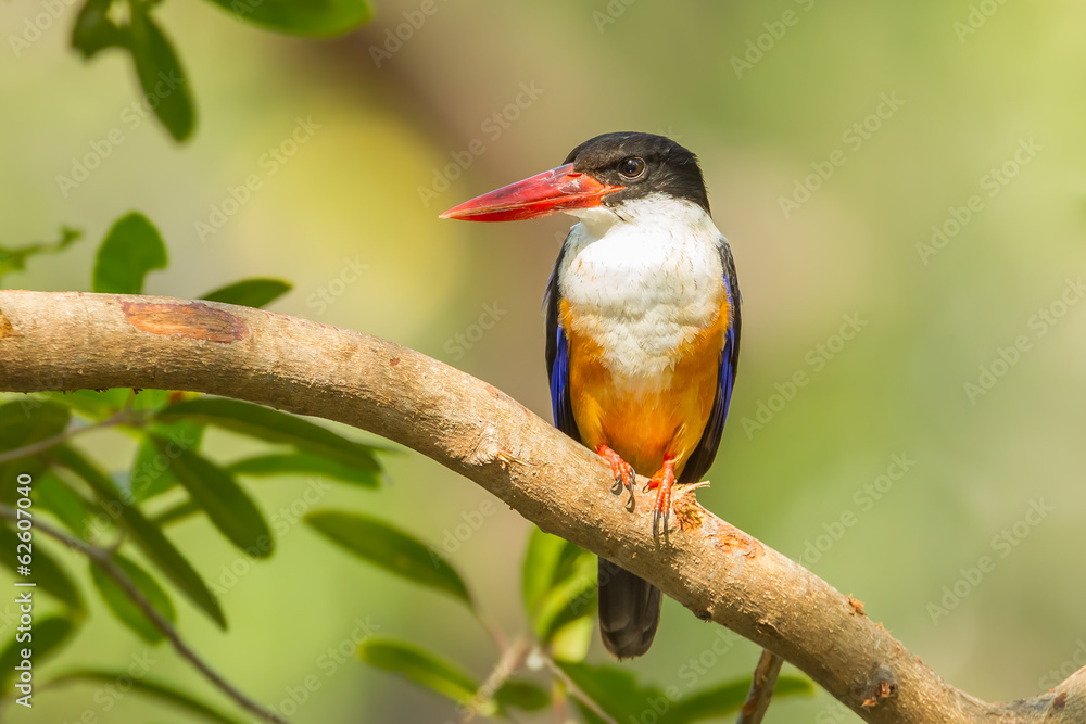 Black-capped Kingfisher (Halcyon pileata) in nature stair at us
