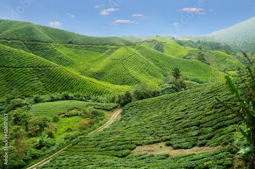 Tea plantation © Elena Odareeva