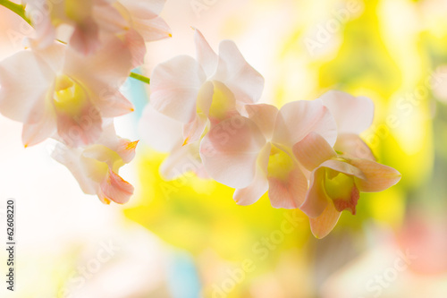 Fototapeta Naklejka Na Ścianę i Meble -  Orchid