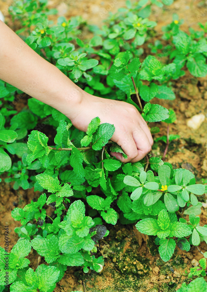 picking mint at vegetable garden picking mint at vegetable garden