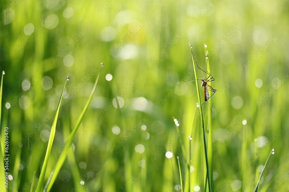 Fototapeta premium Schnake im nassenGras / crane fly in the wet grass