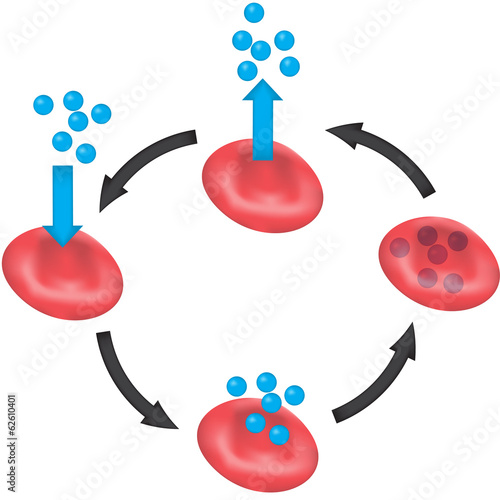Gas Exchange