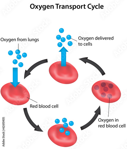 Transporting Oxygen Gas Exchange