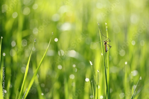 Schnake im nassenGras / crane fly in the wet grass photo
