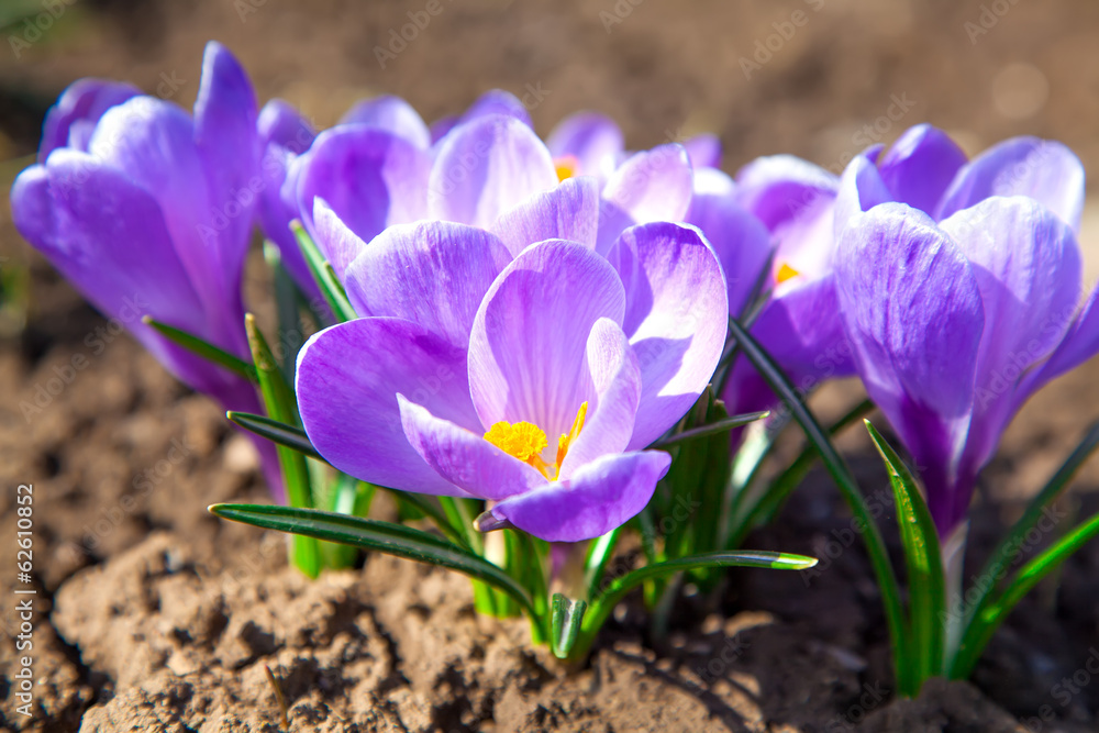 Crocuses