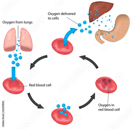 Respiration Cycle Blood