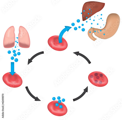 Respiration Blood