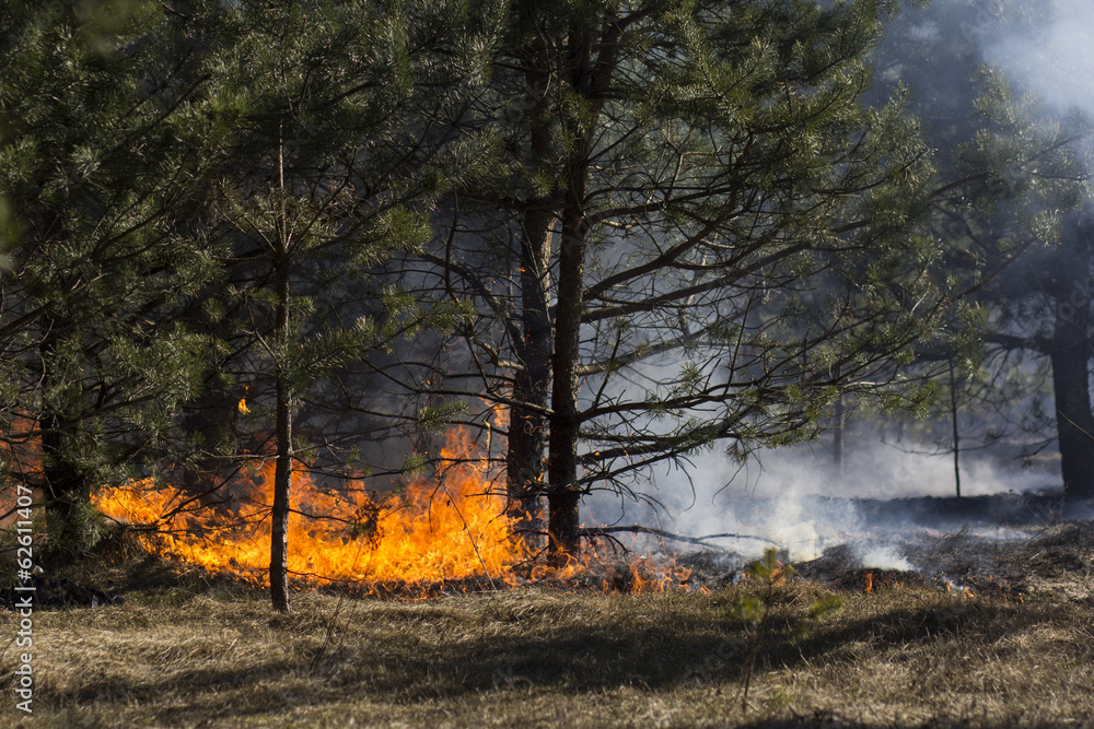 Forest fire